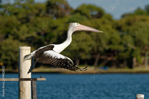 The Australian pelican (Pelecanus conspicillatus) is a large waterbird of the family Pelecanidae, widespread on the inland and coastal waters of Australia and New Guinea, also in Fiji