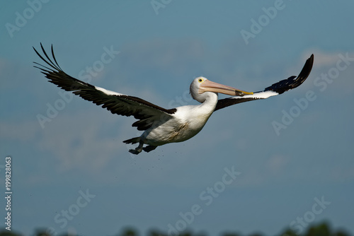 The Australian pelican (Pelecanus conspicillatus) is a large waterbird of the family Pelecanidae, widespread on the inland and coastal waters of Australia and New Guinea, also in Fiji