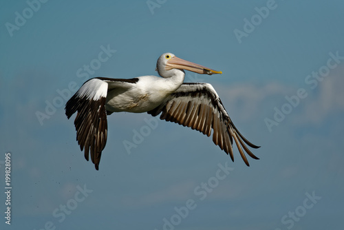 The Australian pelican (Pelecanus conspicillatus) is a large waterbird of the family Pelecanidae, widespread on the inland and coastal waters of Australia and New Guinea, also in Fiji
