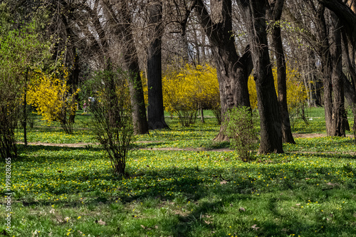 Spring landscape in park