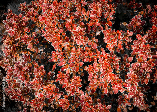 background of barberry