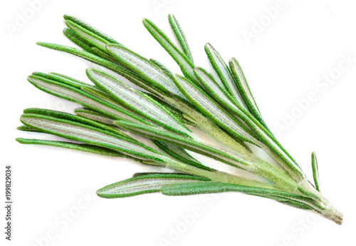 Isolated Rosemary herb. Fresh green rosemary isolated on a white background.