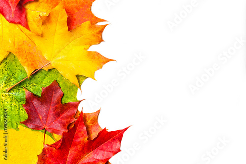 Autumn composition with yellow maple leaves on white wooden table. Beautiful Autumn background with copy space. Flat lay  top view  copy space.