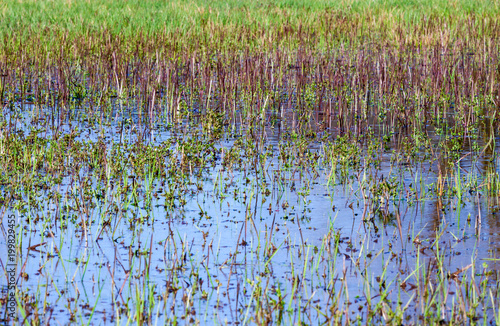 A puddle densely grown through by culms of grass