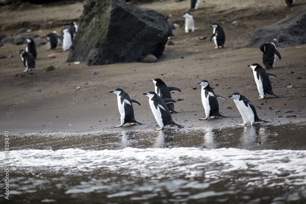 Obraz premium A colony of Chinstrap Penguins play in the water and search for krill to eat. They live on Deception Island in Antarctica, which is a volcanic island known as the Land of Fire and Ice.