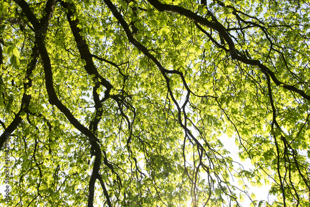 Fototapeta premium cool green tree branches with sky background