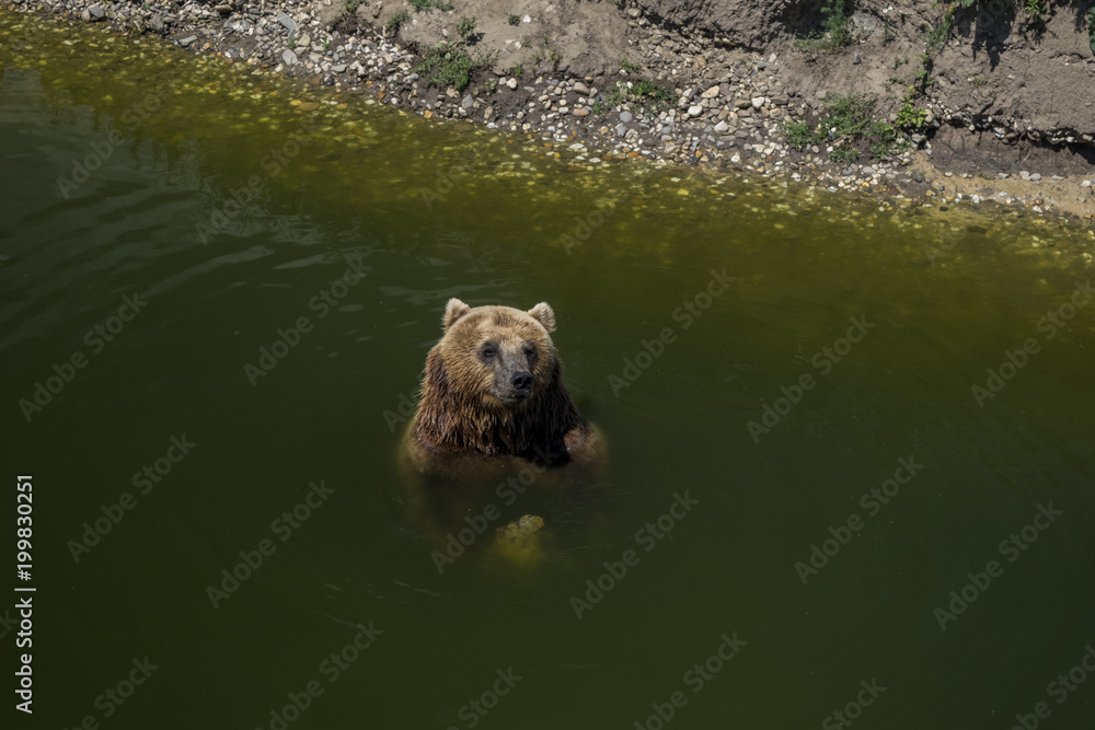 Fototapeta premium Bear in water resting and playing