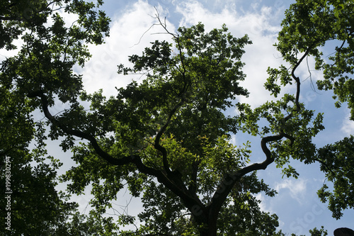 cool tree branches with sky background