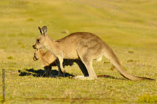 Forester (Eastern grey) Kangaroo, Macropus giganteus, Jumping, Tasmania, Australia, Sea level