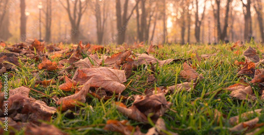 Obraz premium Autumn fallen leafs with forest in the background