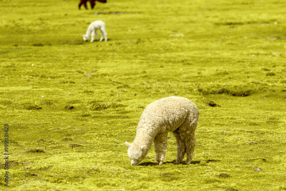 Flock of white and brown alpacas in a natural reserve of Arequipa, Peru Flock of white and brown alpacas in a natural reserve of Arequipa, Peru