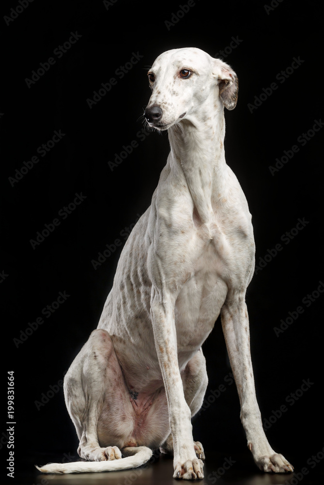 Greyhound Dog Isolated on Black Background in studio Greyhound Dog Isolated on Black Background in studio