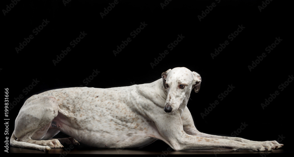 Greyhound Dog Isolated on Black Background in studio Greyhound Dog Isolated on Black Background in studio
