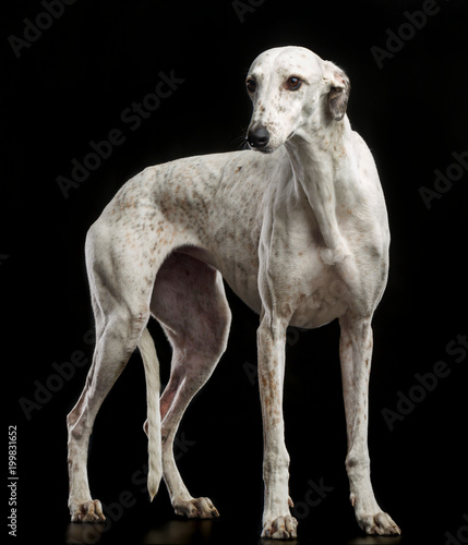 Greyhound Dog  Isolated  on Black Background in studio