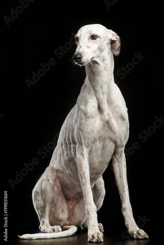 Greyhound Dog Isolated on Black Background in studio