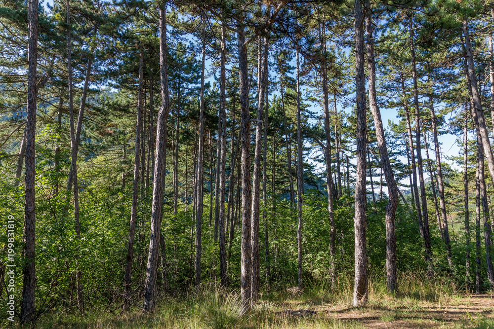 Forest Forest
