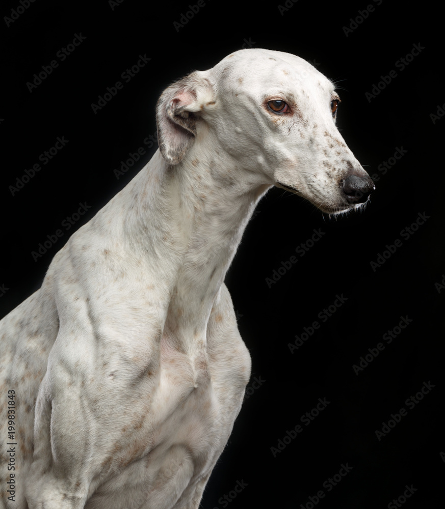 Greyhound Dog Isolated on Black Background in studio Greyhound Dog Isolated on Black Background in studio