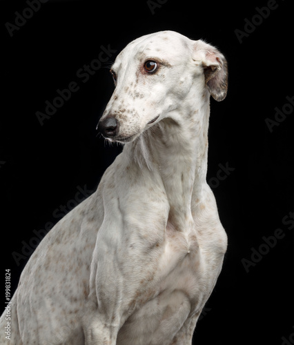 Canvas Print Greyhound Dog  Isolated  on Black Background in studio