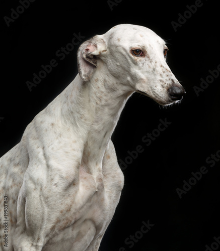 Greyhound Dog  Isolated  on Black Background in studio © TrapezaStudio