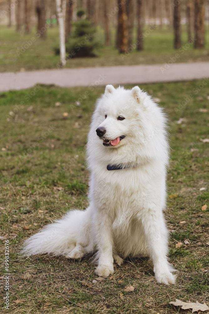 Beautiful dog Samoyed in the park, in the forest Beautiful dog Samoyed in the park, in the forest