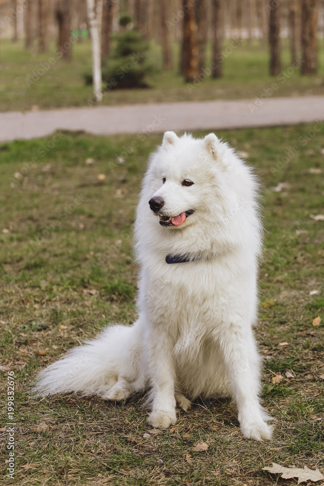 Beautiful dog Samoyed in the park, in the forest