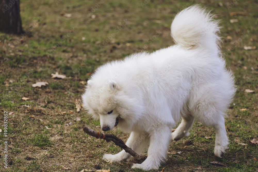 Beautiful dog Samoyed in the park, in the forest Beautiful dog Samoyed in the park, in the forest
