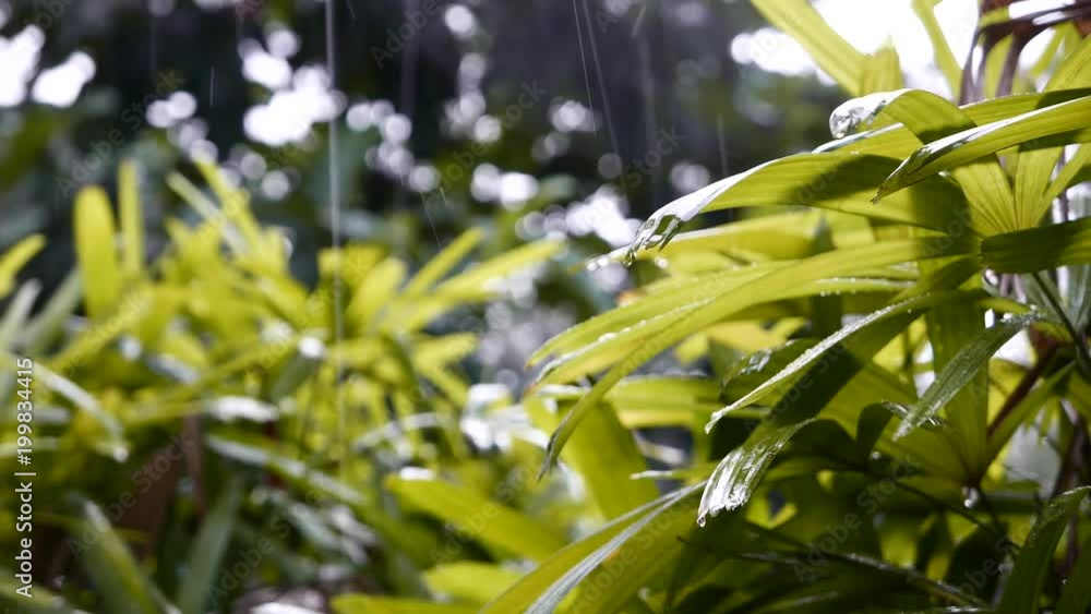 Raindrops falling on leaves in a tropic enviromet.
Raindrops falling on leaves in a tropic enviromet.