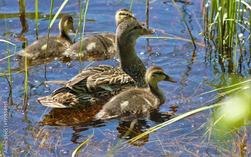 Mother Duck and Ducklings