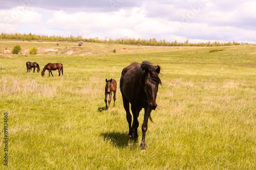 Fototapeta Naklejka Na Ścianę i Meble -  A horse with a foal in a meadow.
