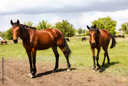  Horses in the pasture.