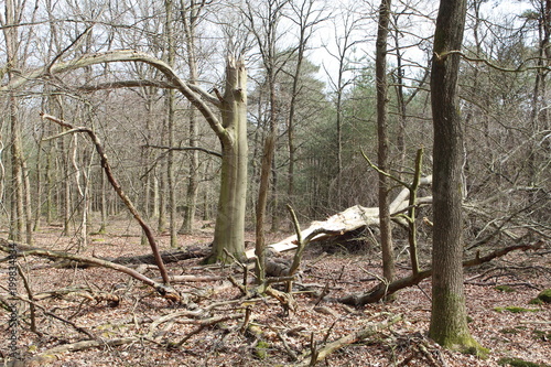  Fallen Tree