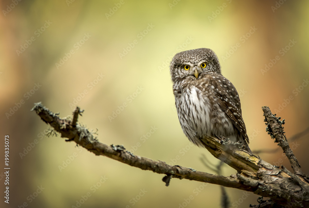 Eurasian pygmy owl (Glaucidium passerinum) Eurasian pygmy owl (Glaucidium passerinum)