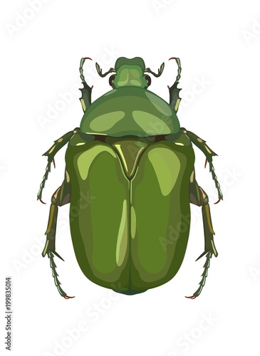 Detailed image of beetle beetle from above. Vector illustration.