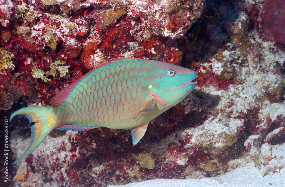 Caribbean Parrotfish Caribbean Parrotfish