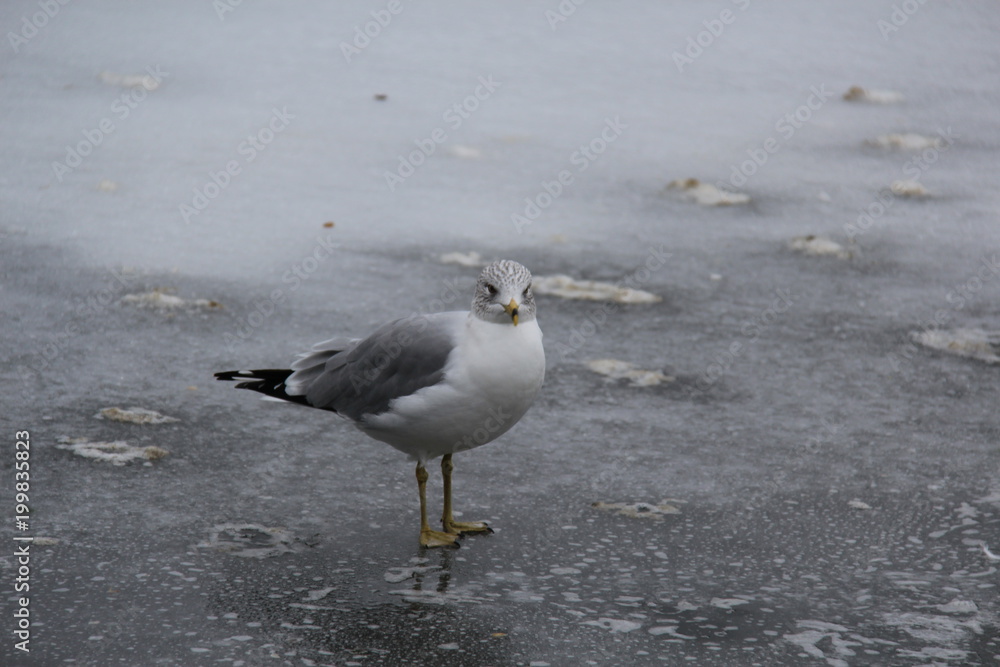 Fototapeta premium Bird
