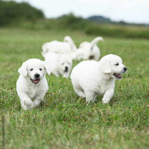 Beautiful group of golden retriever puppies running