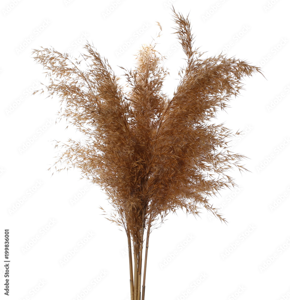 Fototapeta premium Dry common bulrush, isolated on white background