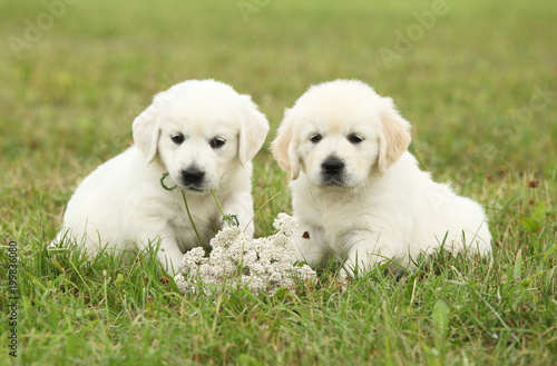 Two beautiful golden retriever puppies