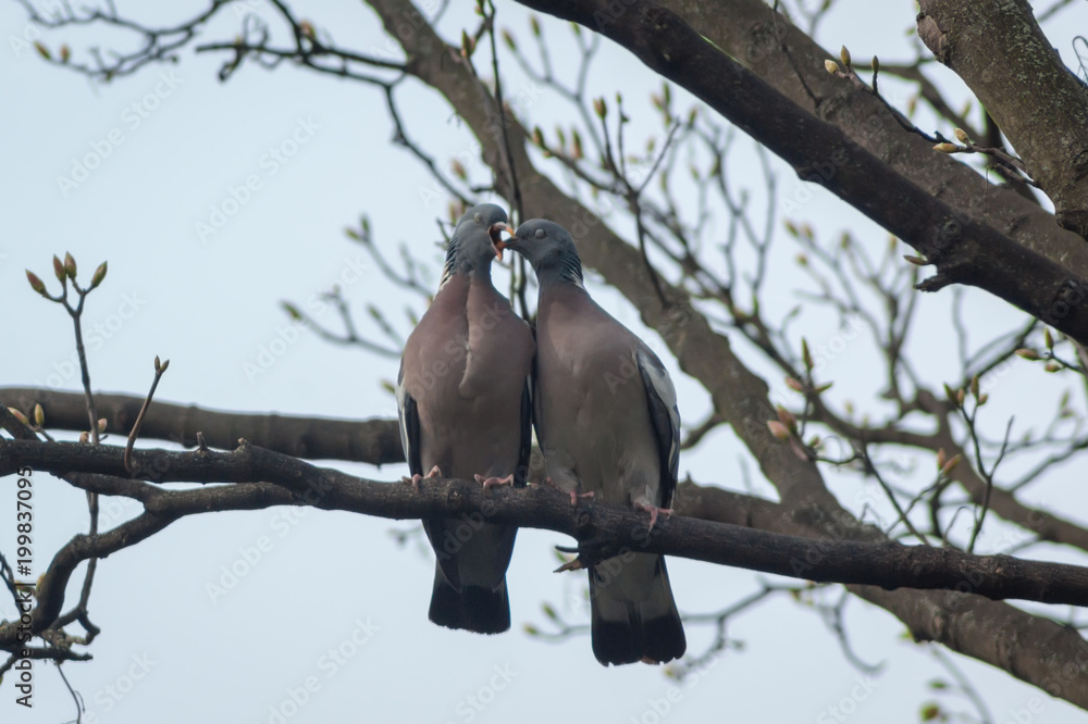 Fototapeta premium Young Wood Pigeon Feeding With Eyes Closed