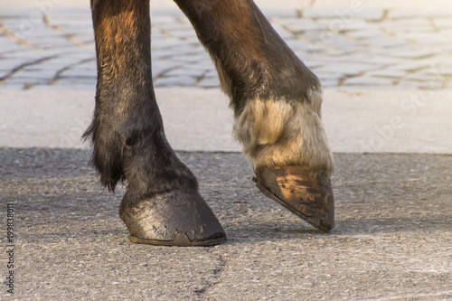 Two legs of a horse's hoof, one leg raised above the surface.