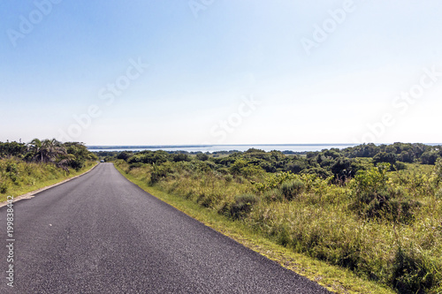 Natural Wetland Vegetation at Lake St Lucia South Africa