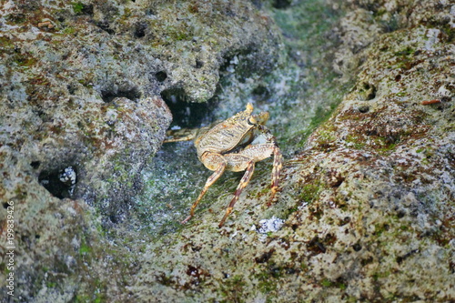 Crab in mimicking colors hiding on a rock  Maldive island