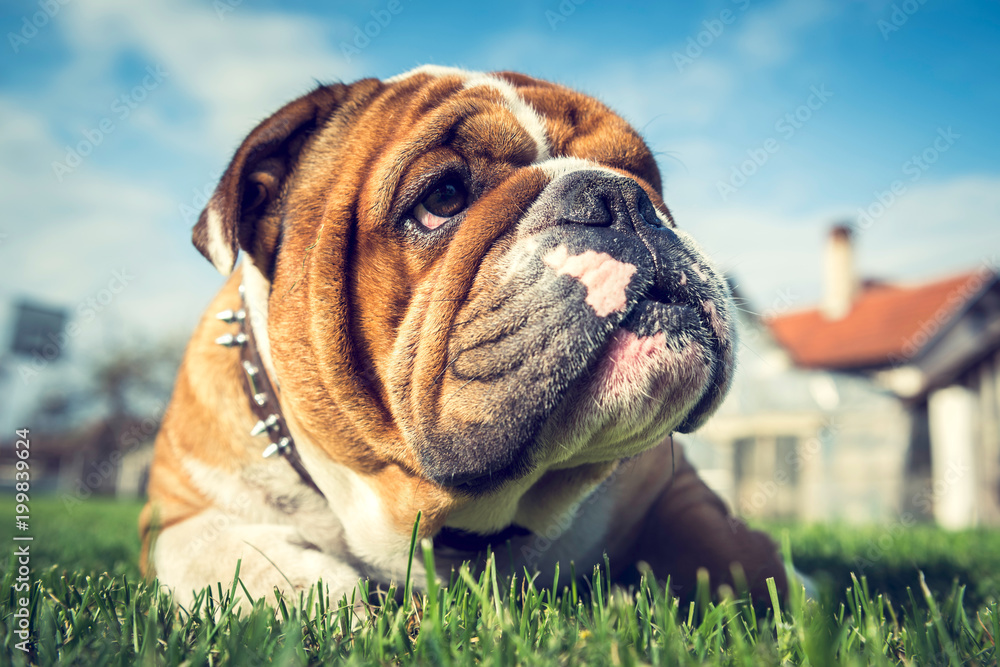 Close up portrait of English bulldog,selective focus Close up portrait of English bulldog,selective focus