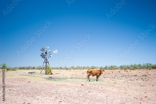 Fényképezés Arid Australian landscape during drought showing a windmill and cow