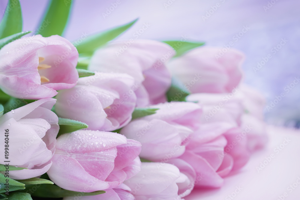 Pink tulips with dew close-up. Spring flowers, abstract natural romantic floral background