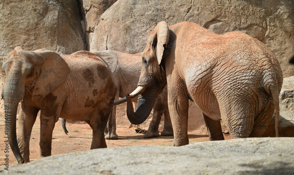 Naklejka premium elefante en africa