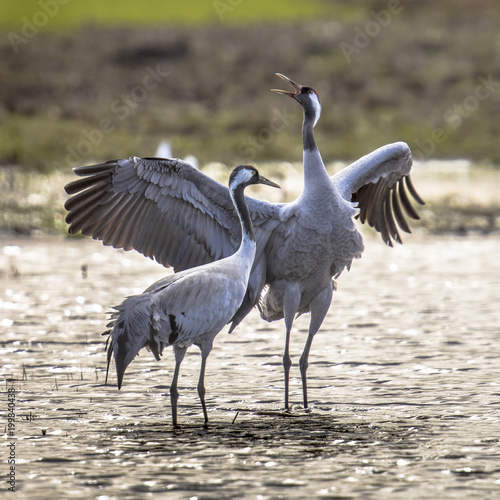 Courtship Eurasian crane display