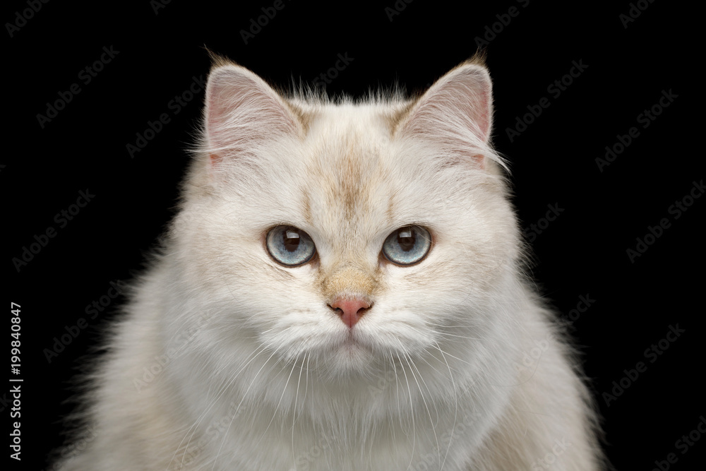 Portrait of British Cat, Color-point fur and Blue eyes Gazing on Isolated Black Background, front view