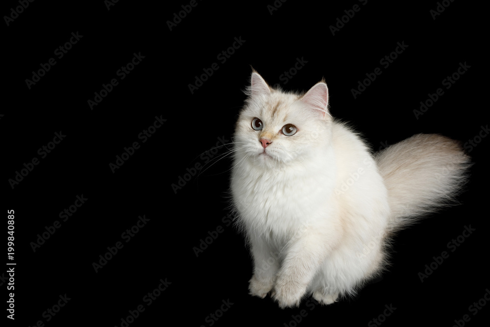 British breed Cat, Color-point fur and Furry Tail Sitting, Curious Looking up, on Isolated Black Background, top view British breed Cat, Color-point fur and Furry Tail Sitting, Curious Looking up, on Isolated Black Background, top view