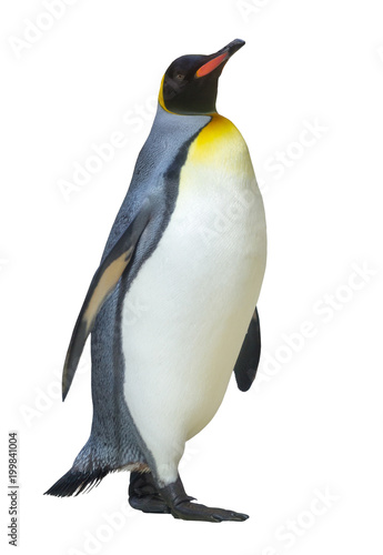  emperor penguin